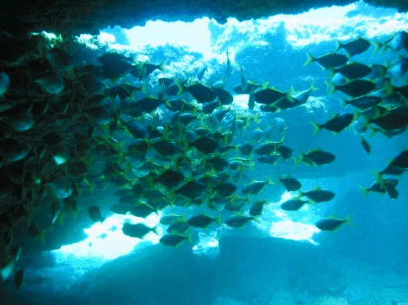 Big Cat Reality - Sydneys Hotel 3