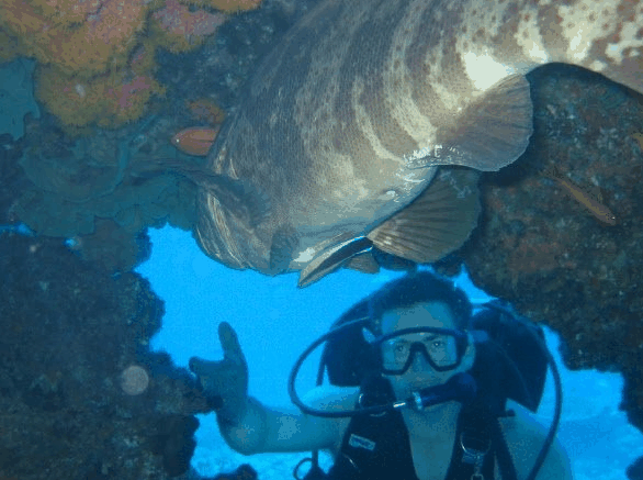 Big Cat Reality - Sydneys Hotel 4