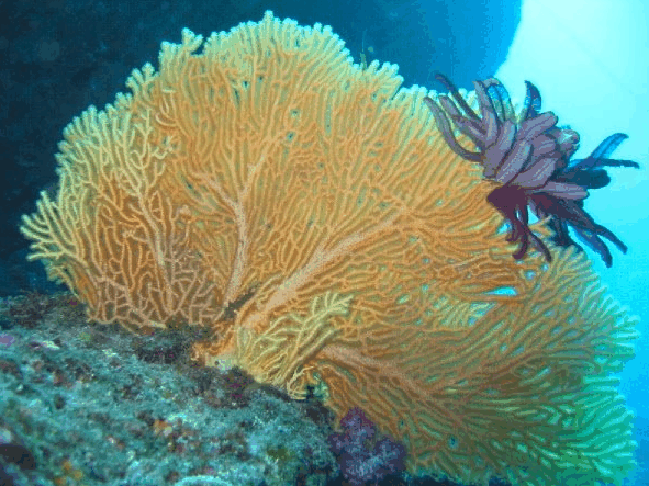 Big Cat Reality - Sydneys Hotel 5