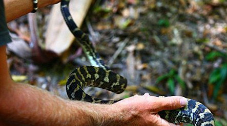 Queensland Day Tours - Sydneys Hotel 1