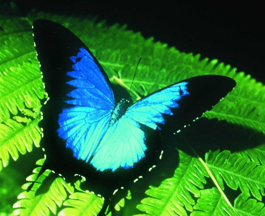 Australian Butterfly Sanctuary - Sydneys Hotel 0