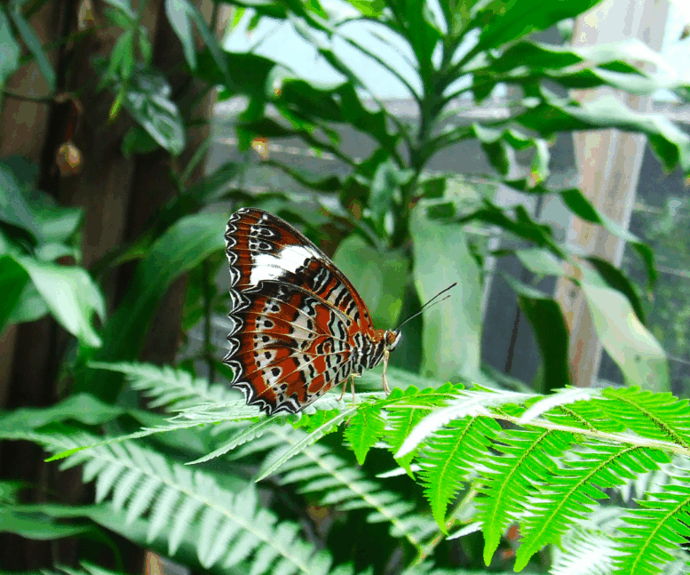 Australian Butterfly Sanctuary - Sydneys Hotel 1