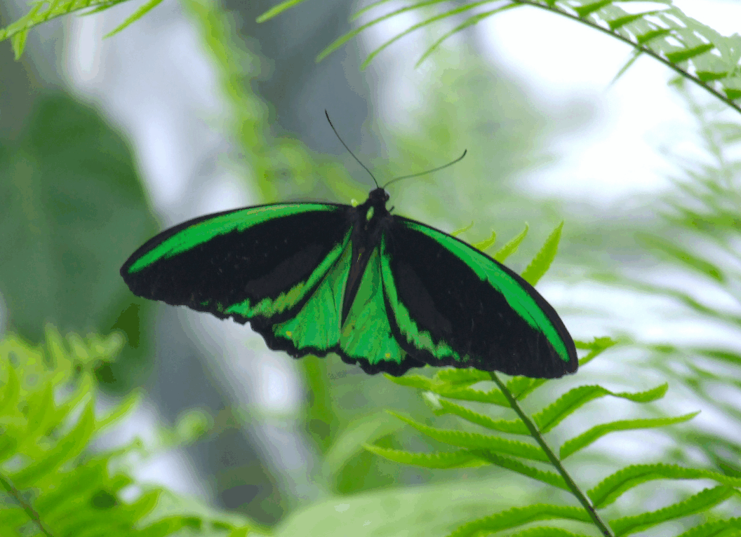 Australian Butterfly Sanctuary - Sydneys Hotel 2