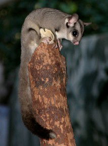 Currumbin Wildlife Sanctuary - Sydneys Hotel 3