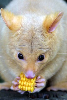 Currumbin Wildlife Sanctuary - Sydneys Hotel 4