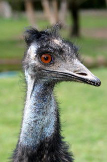 Currumbin Wildlife Sanctuary - Sydneys Hotel 5