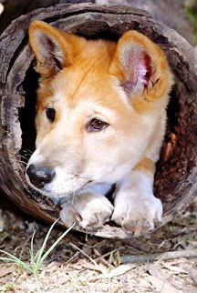 Currumbin Wildlife Sanctuary - Sydneys Hotel 6