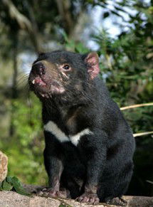 Currumbin Wildlife Sanctuary - Sydneys Hotel 7