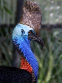 Currumbin Wildlife Sanctuary - Sydneys Hotel 8