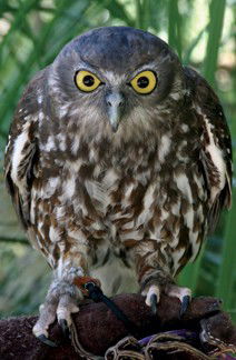 Currumbin Wildlife Sanctuary - Sydneys Hotel 9