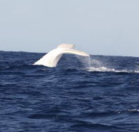 Australian Whale Watching - Sydneys Hotel
