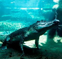 WILD LIFE Sydney Zoo - Sydneys Hotel