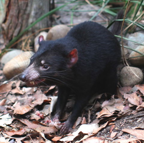 WILD LIFE Sydney Zoo - Sydneys Hotel 5