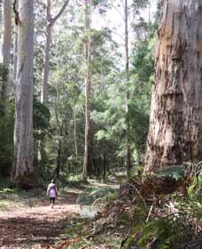Warren River Loop Walk - Sydneys Hotel 0