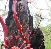 Understory Art In Nature