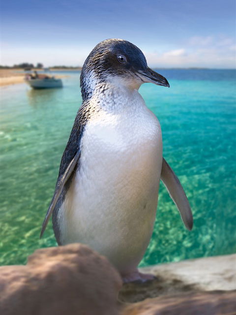 Penguin Island - Sydneys Hotel 0
