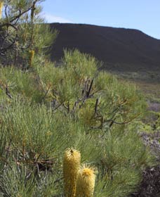 Lesueur Walk Trail, Mount Lesueur - Sydneys Hotel 0