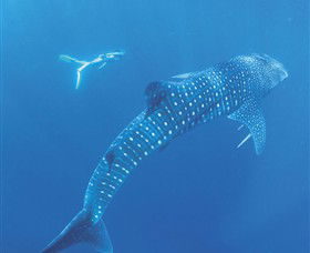 Ningaloo Marine Park - Sydneys Hotel 0