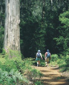 Gloucester Tree - Sydneys Hotel 0