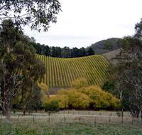 Mt Bera Vineyards - Sydneys Hotel