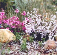 Stokes Bay Bush Garden - Sydneys Hotel