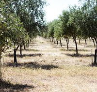 Talinga Grove Olive Oils - Sydneys Hotel