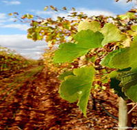 Mirabella Vineyards - Sydneys Hotel