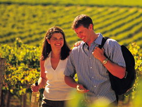 Lady Bay Vineyard - Sydneys Hotel 0