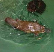 Platypus House - Sydneys Hotel