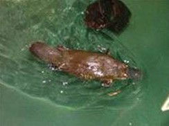 Platypus House - Sydneys Hotel 0
