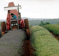 Bridestowe Lavender Farm - Sydneys Hotel