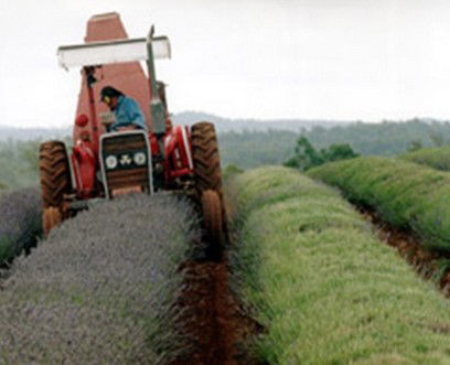 Bridestowe Lavender Farm - Sydneys Hotel 0