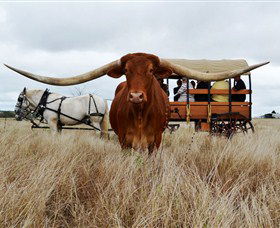 Texas Longhorn Wagon Tours And Safaris - Sydneys Hotel 0