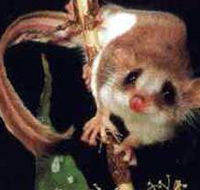 Carrowong Fauna Sanctuary - Sydneys Hotel