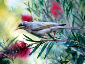 Windorah Nature Drive - Sydneys Hotel 0