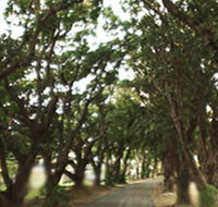 Mango Avenue - Sydneys Hotel