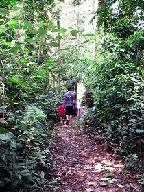 Malanda Falls Rainforest Walk, Malanda Falls Conservation Park - Sydneys Hotel 0