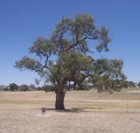 Historic Coolabah Tree - Sydneys Hotel