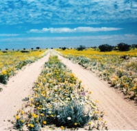 Birdsville Track
