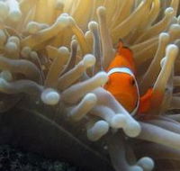 Flat Rock Dive Site - Sydneys Hotel