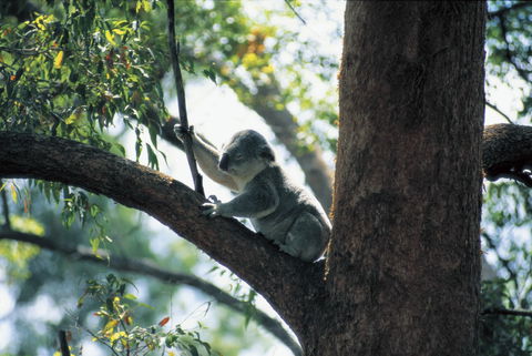 Daisy Hill Conservation Park - Sydneys Hotel 0