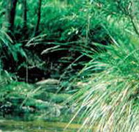 Lerderderg State Park - Sydneys Hotel