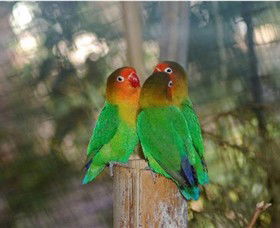 Ballarat Bird World - Sydneys Hotel 0