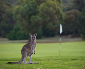 Anglesea Golf Club - Sydneys Hotel 0