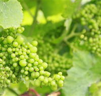 Waratah Hills Vineyard - Sydneys Hotel