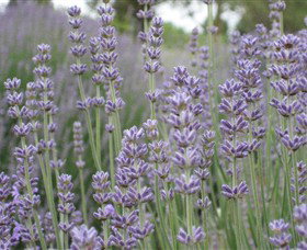 Warratina Lavender Farm - Sydneys Hotel 0