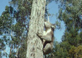 Creswick Regional Park - Sydneys Hotel 0