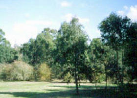 Sweeneys Flat - Sydneys Hotel 0