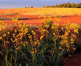 Royal Botanic Gardens Victoria Cranbourne - Sydneys Hotel 0