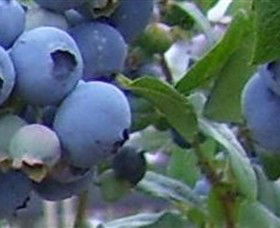 Tuckerberry Hill - Sydneys Hotel 0